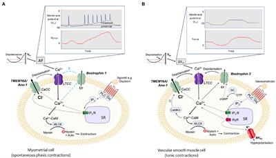 Calcium-Activated Chloride Channels in Myometrial and Vascular Smooth Muscle